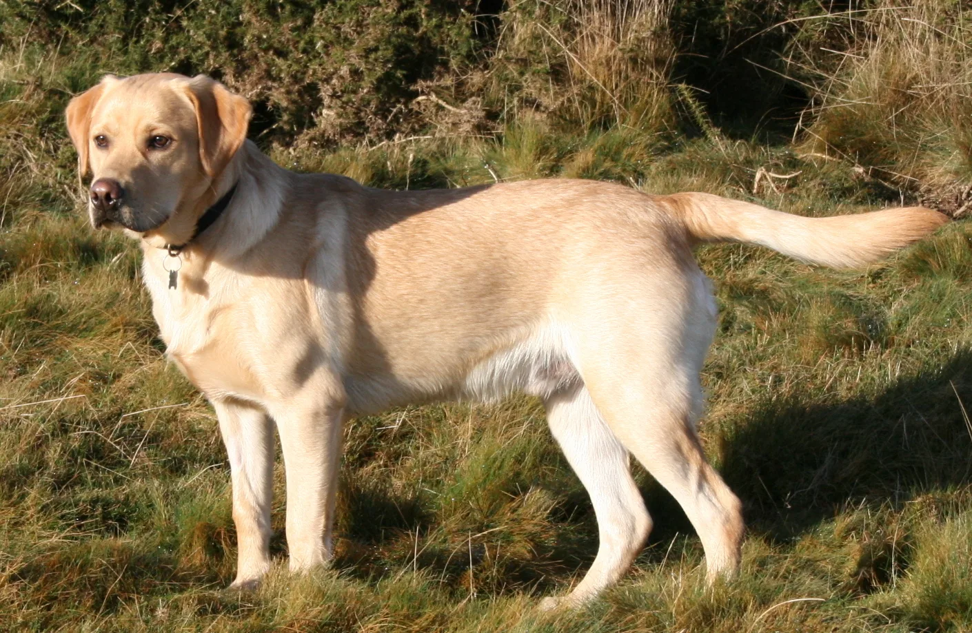 Cachorro saudável em campo — Foto: Wikimedia Commons/CC BY