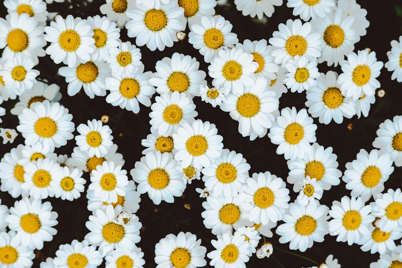 Festa junina com fogueira e trajes típicos nordestinos — Foto: Unsplash
